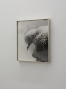 Conor Clarke, Eau de Plume, 2026 (installation view)